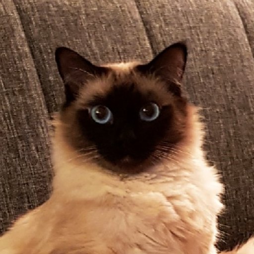 JULES